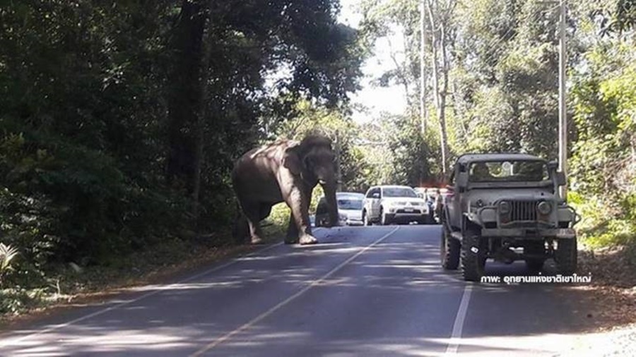 142_Elephant.jpg
