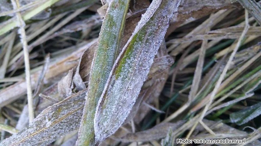 Flower-Frost.jpg