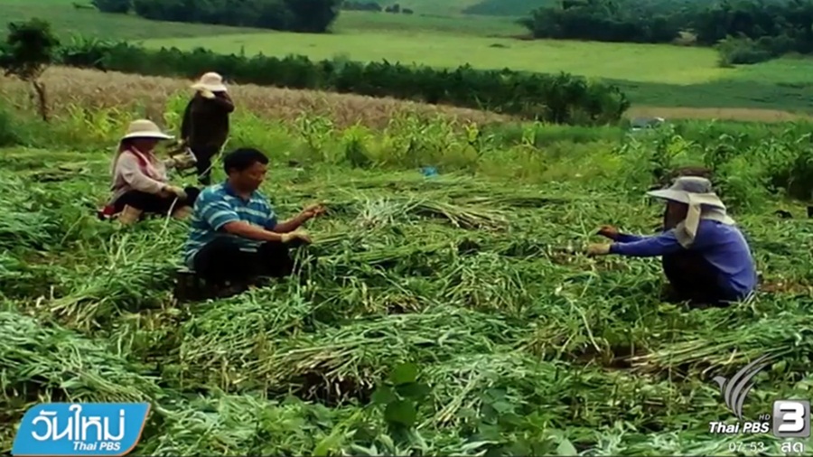 979_Hemp.jpg