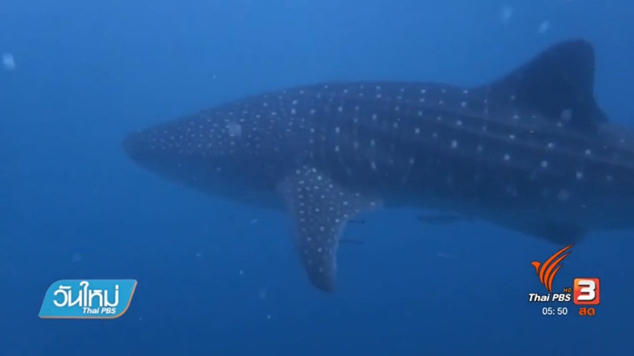 90_Whale-shark.jpg