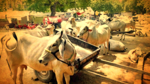 (فوٹو : پی ٹی آئی)