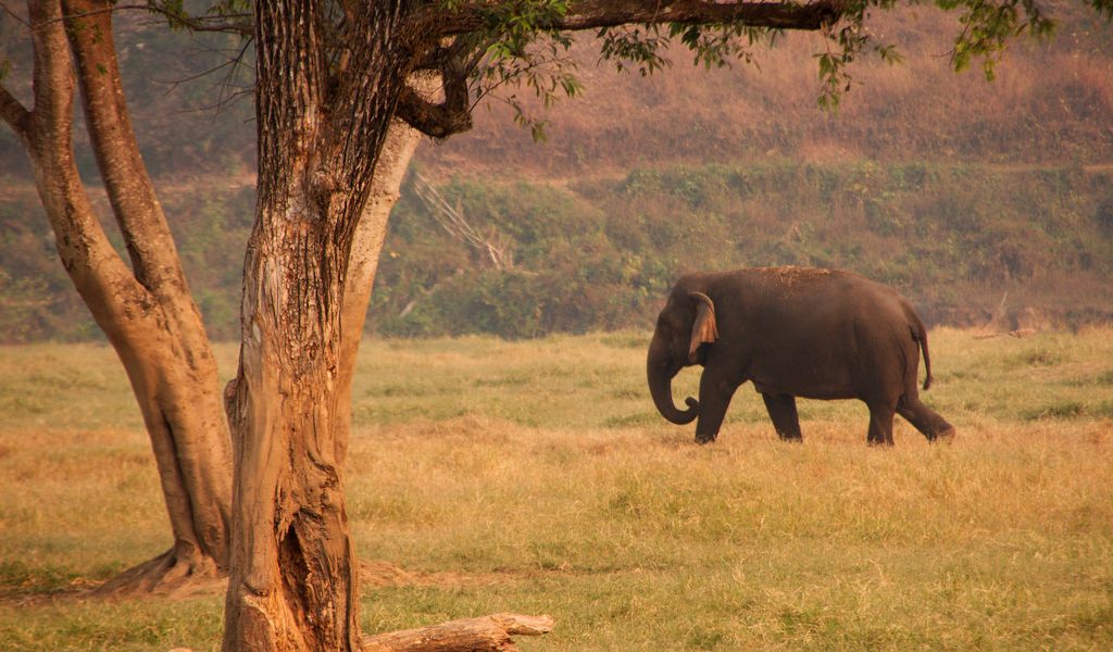 Elephants are the ‘gardeners of the forest’. Photo: christianhaugen/Flickr, CC BY 2.0