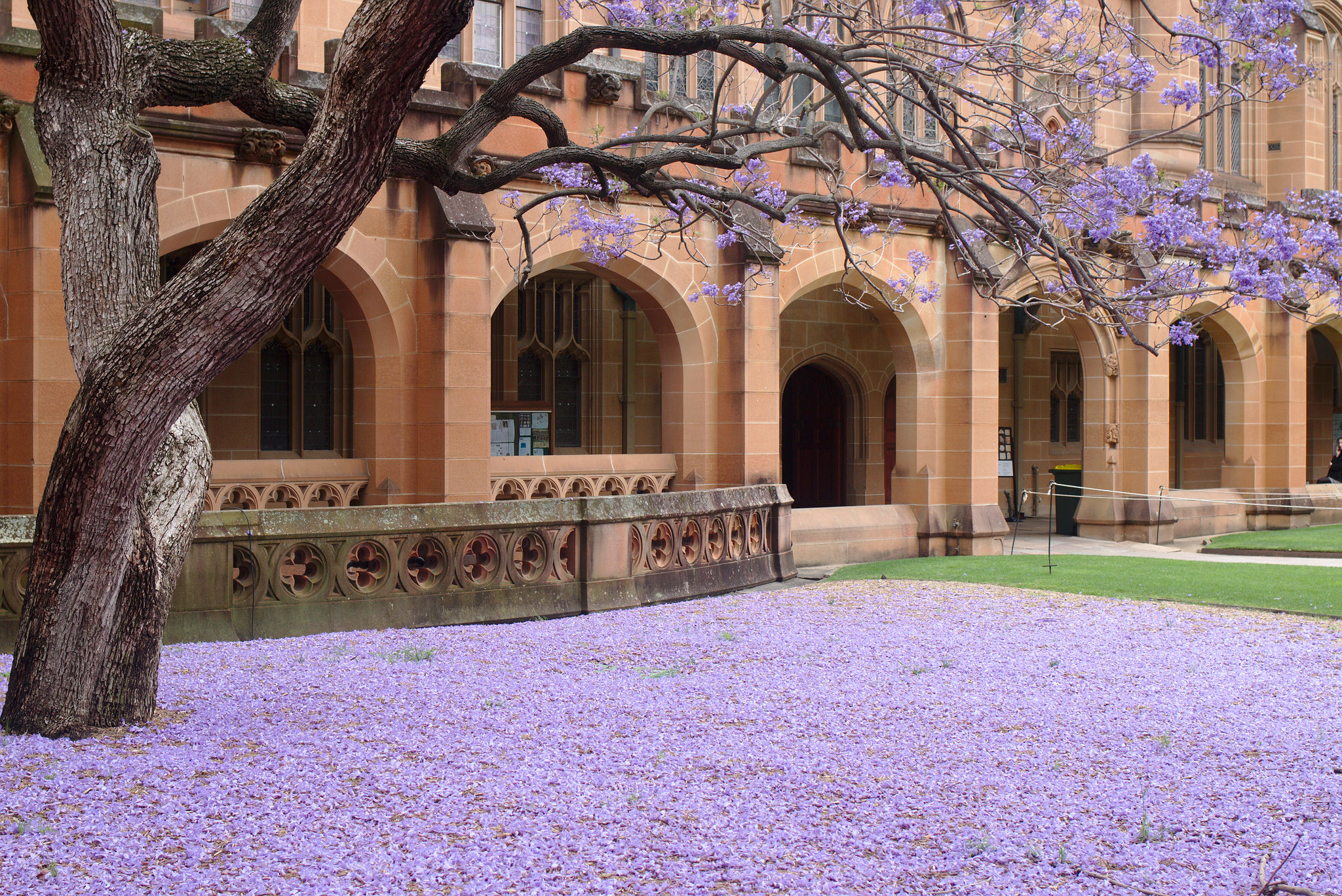 Jacaranda Australia's Prettiest Blooms and Where to Catch Them