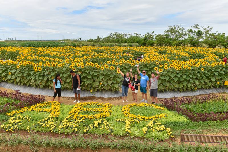 The First Ever Sunflower Maze in the Philippines Tripzilla Philippines