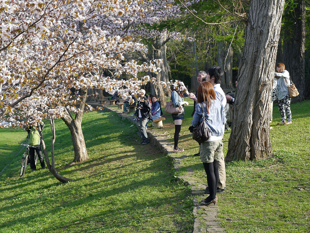ที่นี่คนญี่ปุ่นก็ยังมาถ่ายซากุระ ตื่นเต้นเหมือนนักเที่ยว hokkaido_409