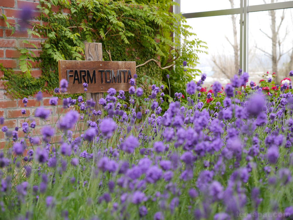 Lavender - Farm Tomita hokkaido_218