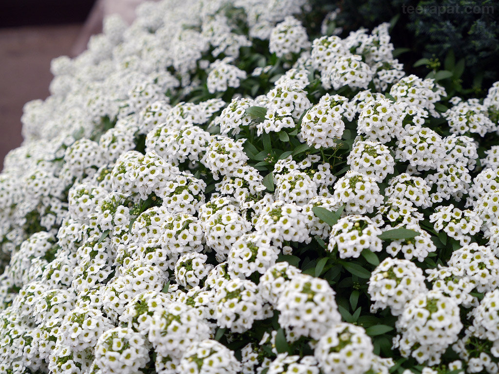 ดอกเล็กๆละเอียดๆ hokkaido_215