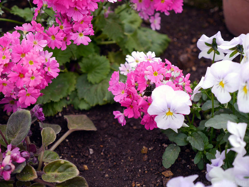 ดอกนี้ก็สวยดี hokkaido_209