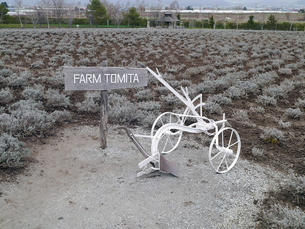 ลาเวนเดอร์ยังเป็นกอๆอยู่ hokkaido_197