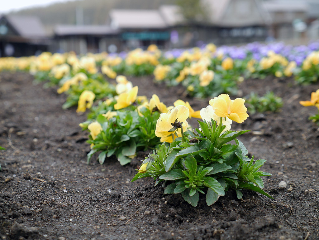 เลยต้องใช้เทคนิค hokkaido_194