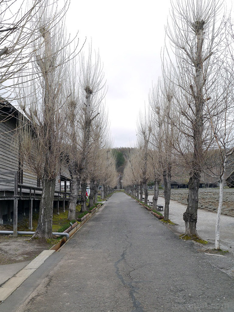 มาถึงแล้ว ต้นไม้ยังโกร๋นๆอยู่เลย hokkaido_183