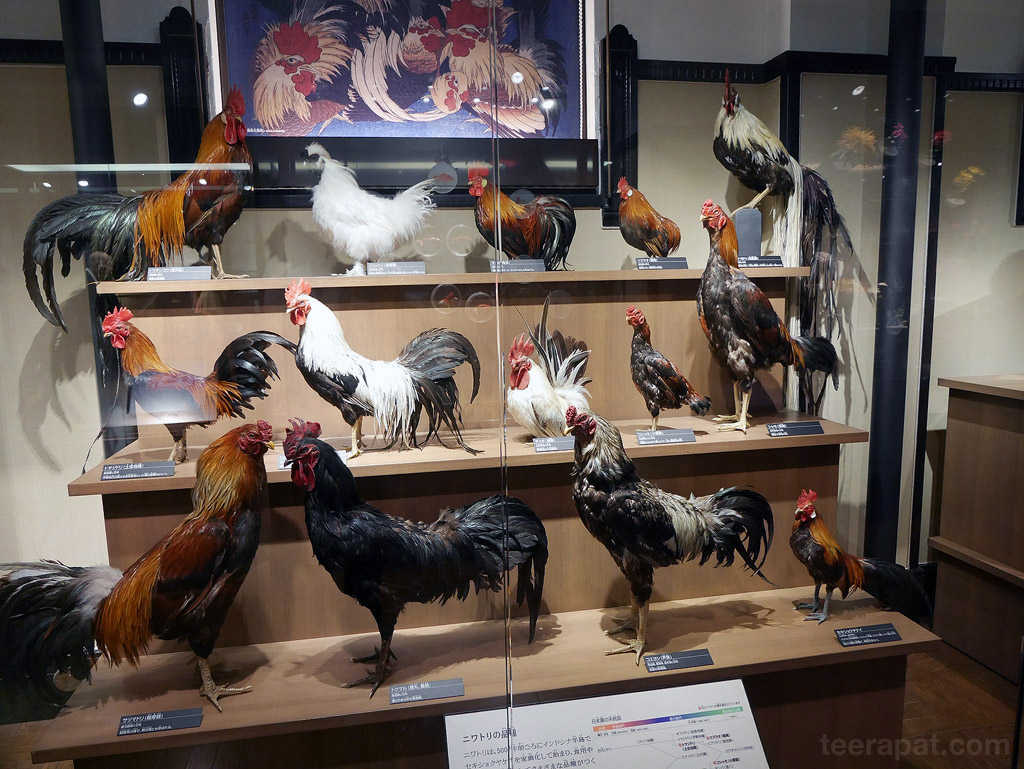 Japan14_799