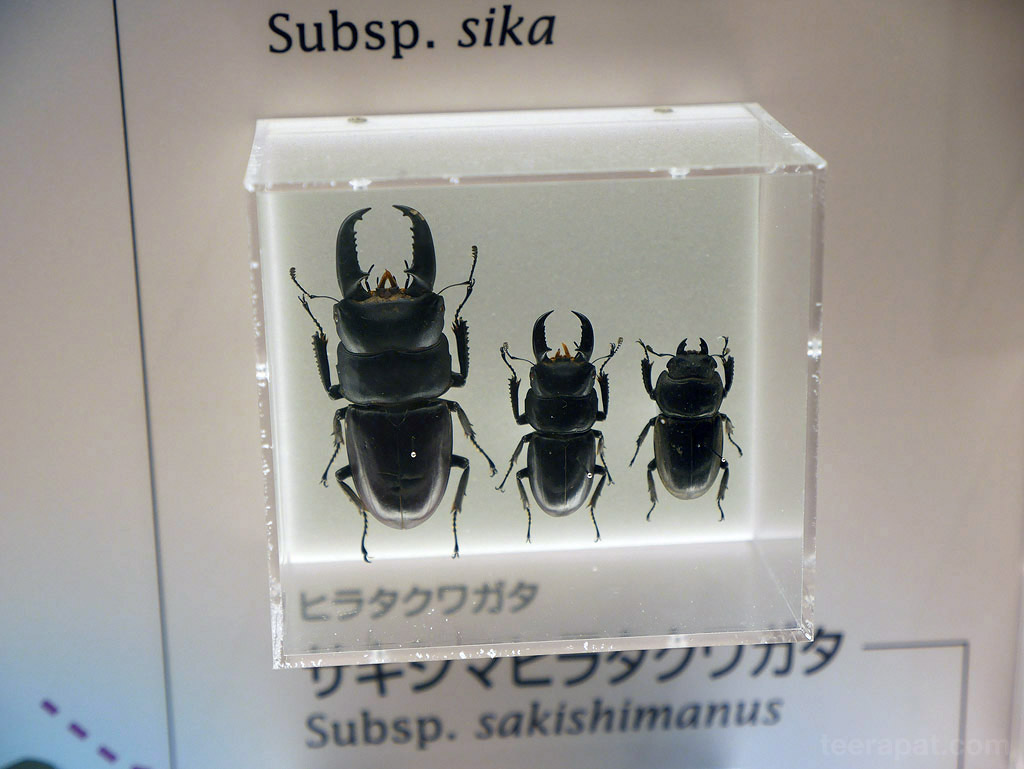 Japan14_763