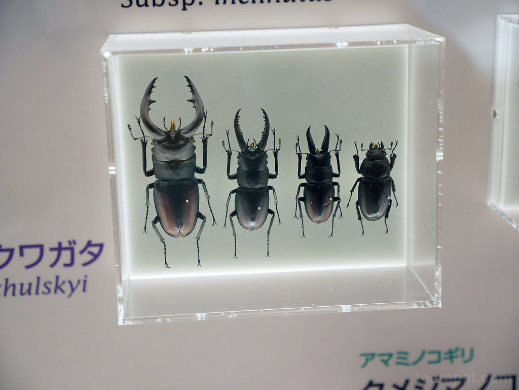 Japan14_762