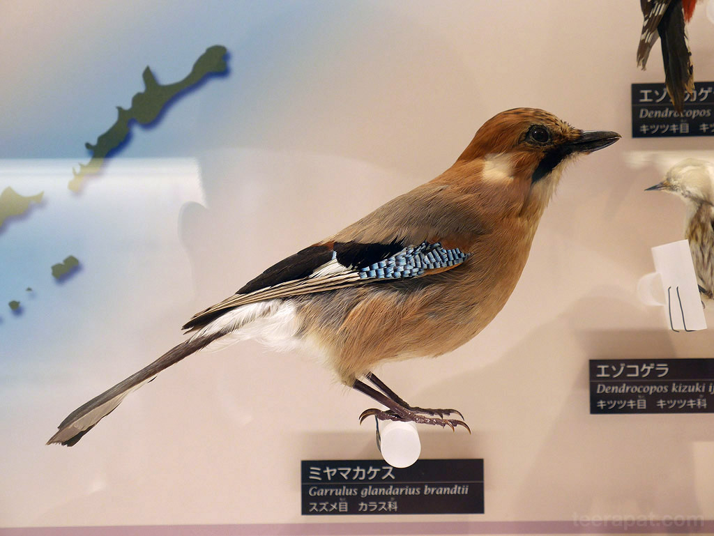 Japan14_761