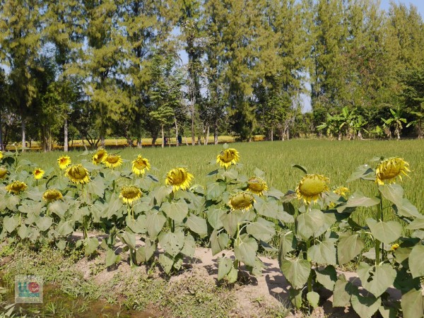 ปีนี้ทานตะวันบานเร็วกว่าช่วงเปิดให้เข้าชมฟาร์ม