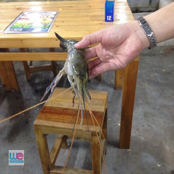 ดูขนาดกุ้งกันก่อน