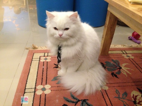 มิกกี้