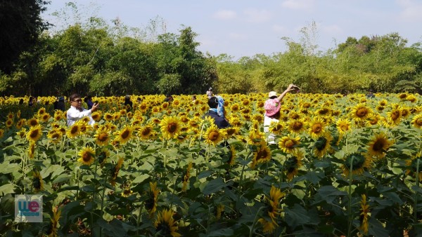 ทุ่งทานตะวันที่ยังไม่โตมาก