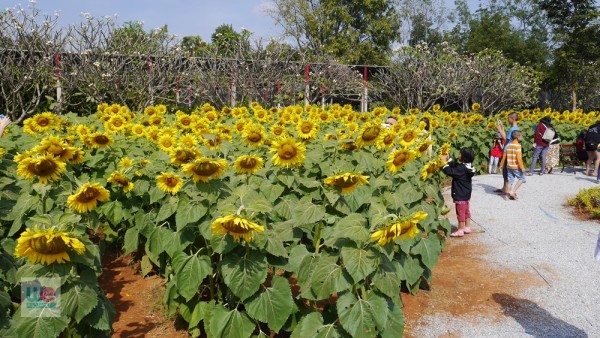 ทุ่งทานตะวัน