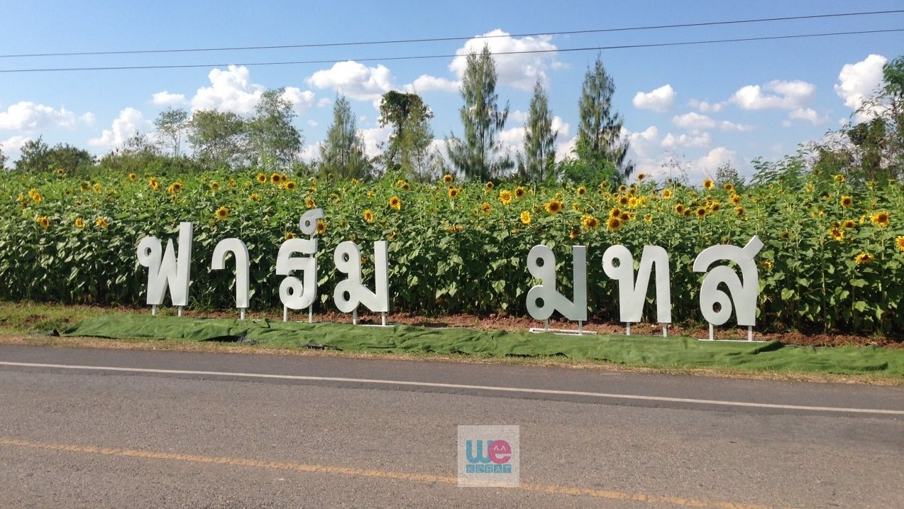 ทุ่งทานตะวัน ใกล้ฟาร์ม มทส.