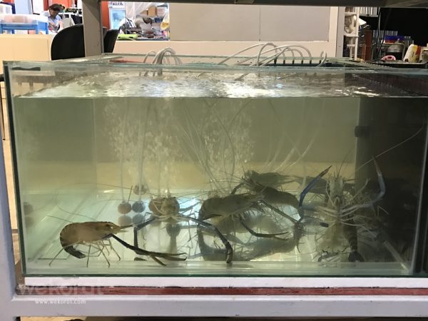 มีกุ้งเป็นด้วย
