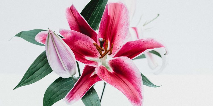 Teachers Day - Photo by Tanalee Youngblood on Unsplash