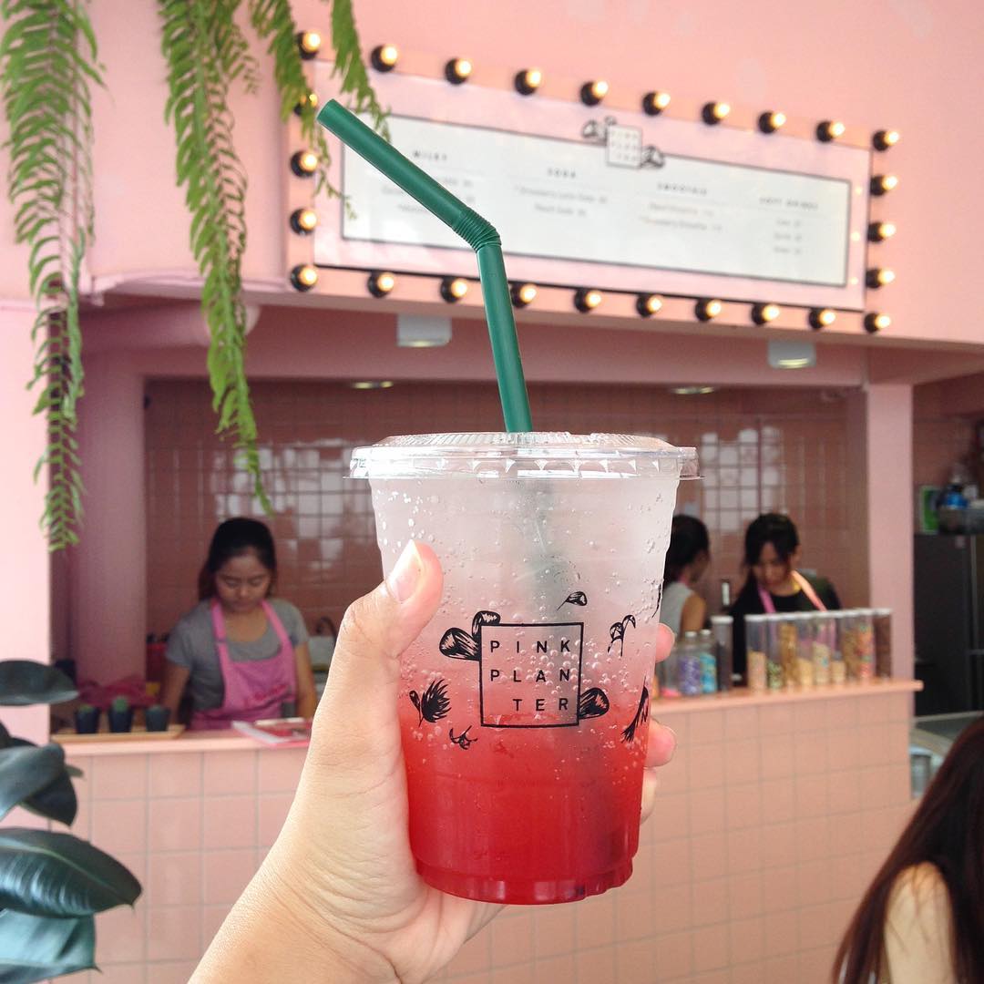pinkplanter_chollathip