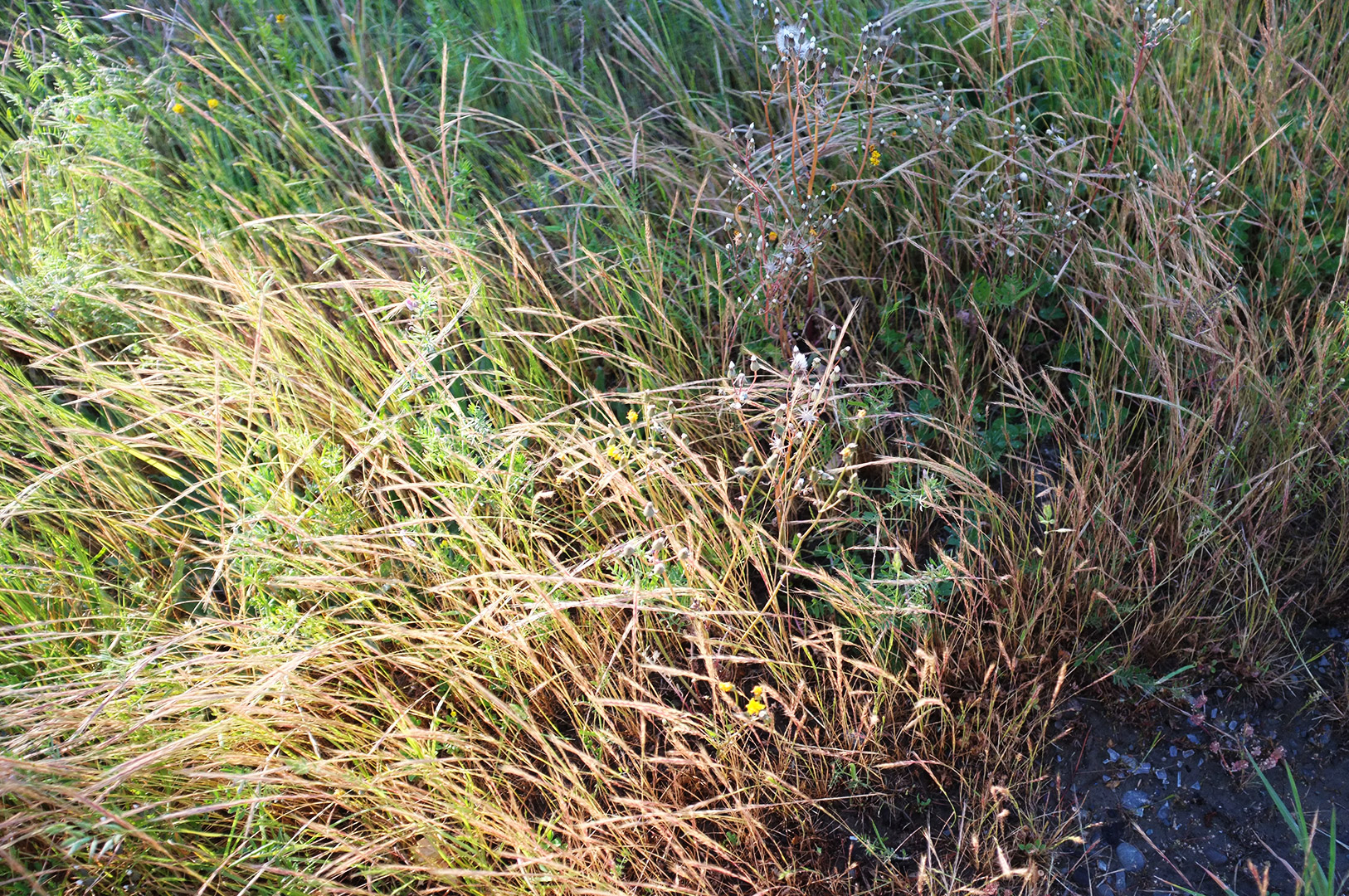 14 Hari Di New Zealand