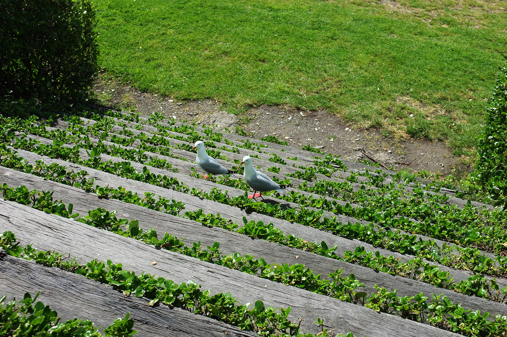 14 Hari Di New Zealand