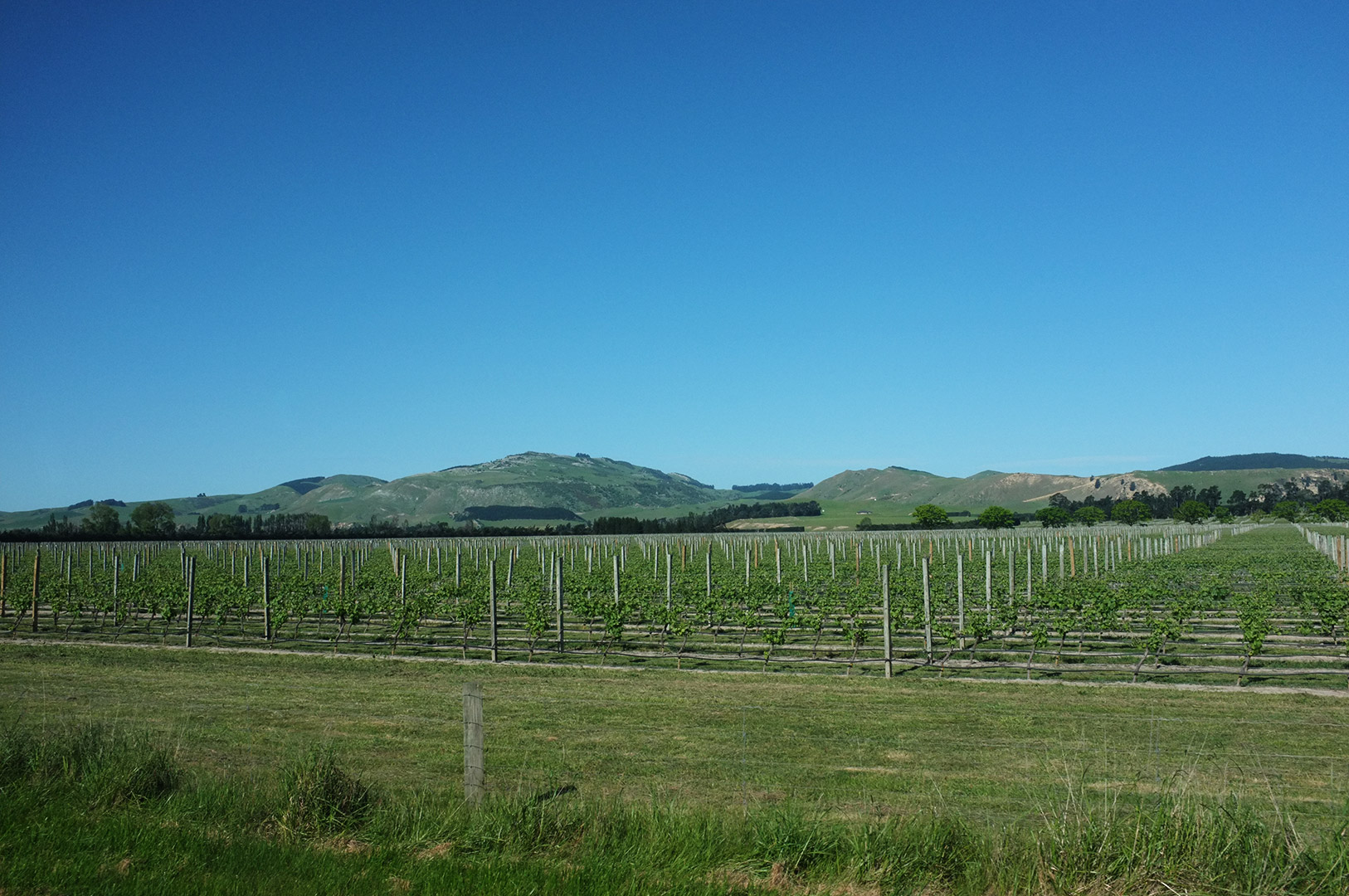 14 Hari Di New Zealand