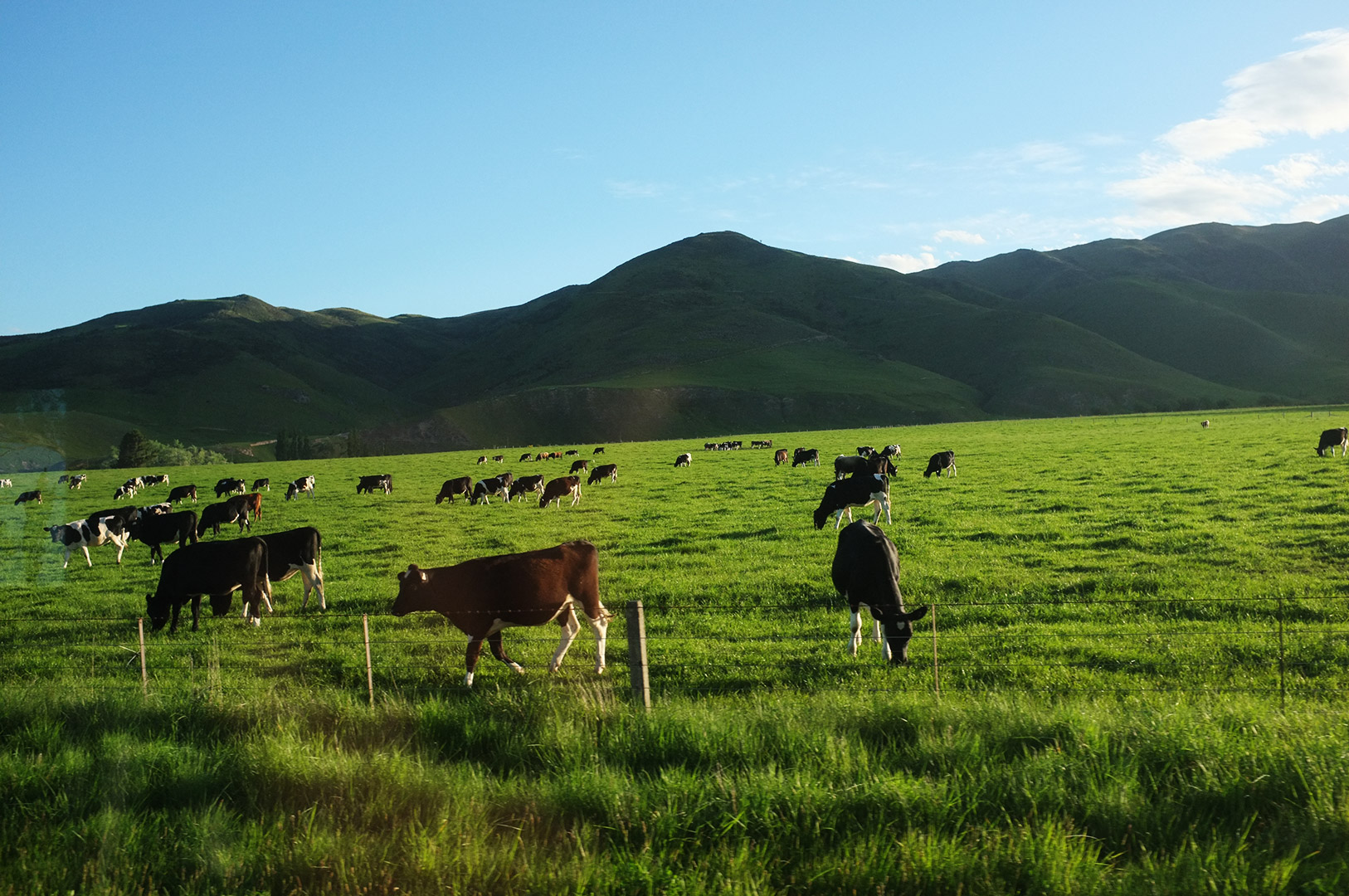 14 Hari Di New Zealand