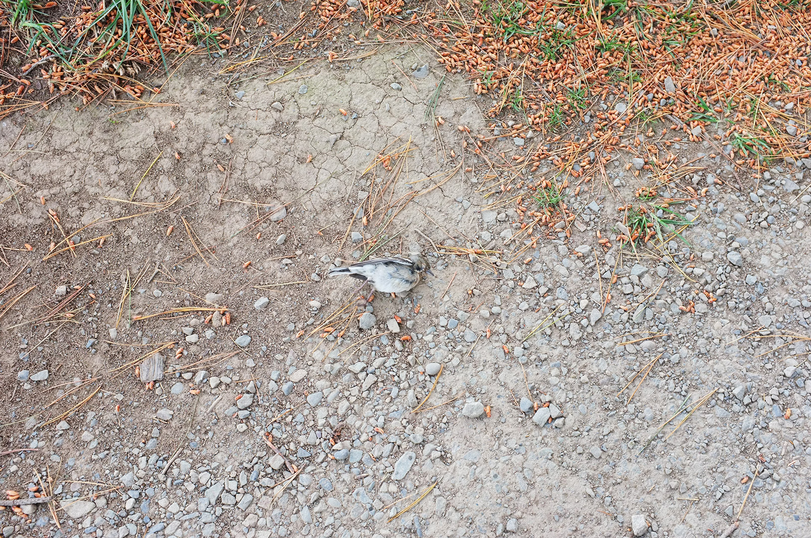 14 Hari Di New Zealand