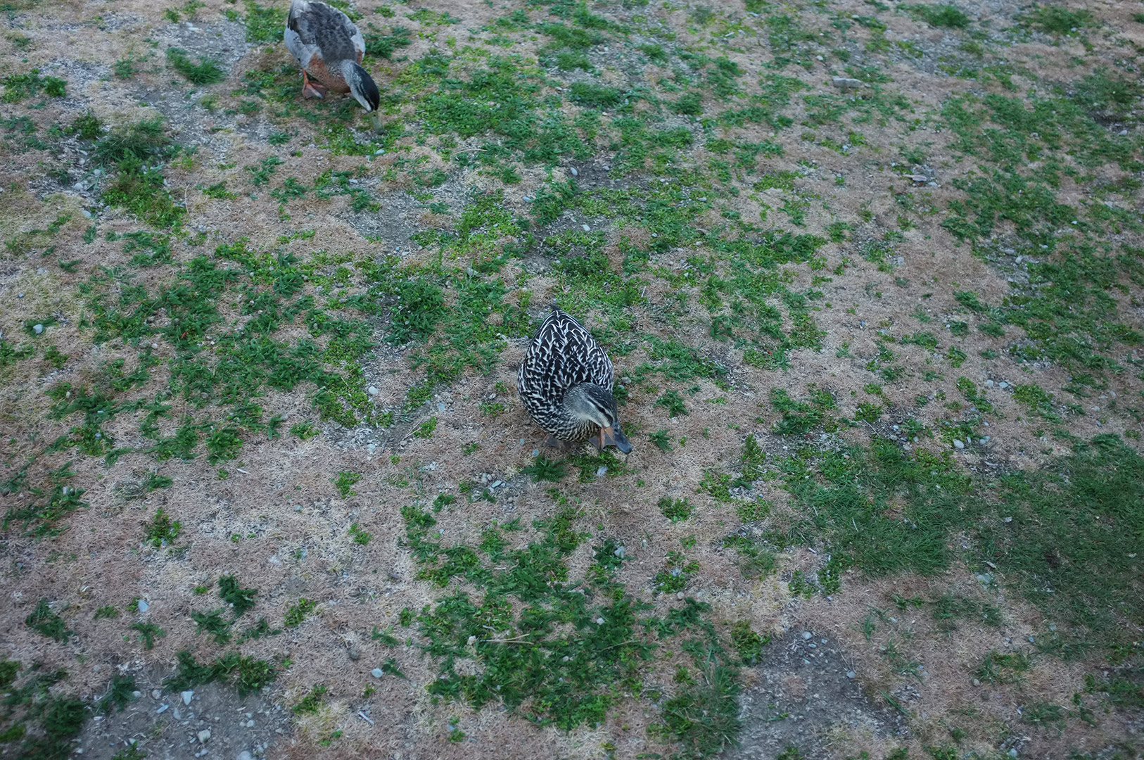 14 Hari Di New Zealand