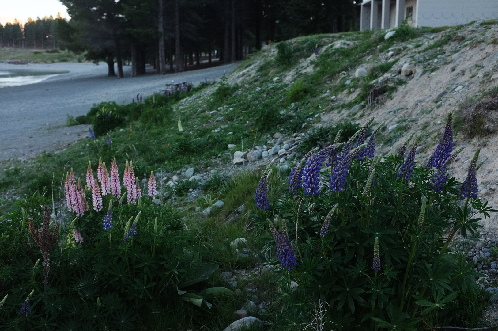 14 Hari Di New Zealand