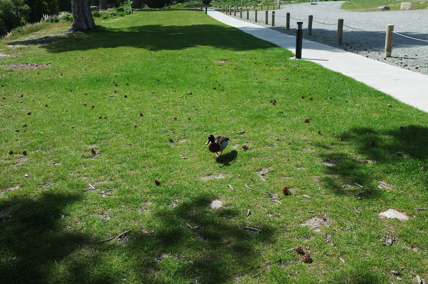 14 Hari Di New Zealand