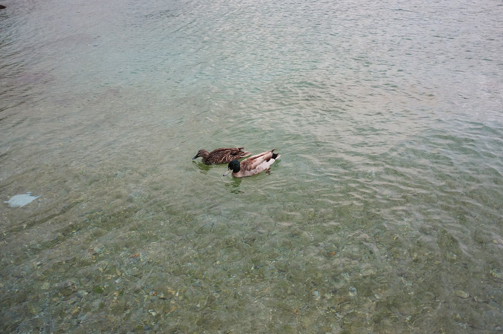 14 Hari Di New Zealand