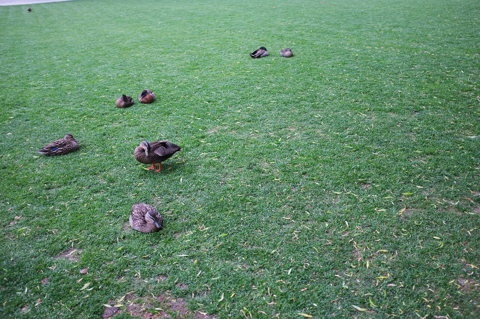 14 Hari Di New Zealand