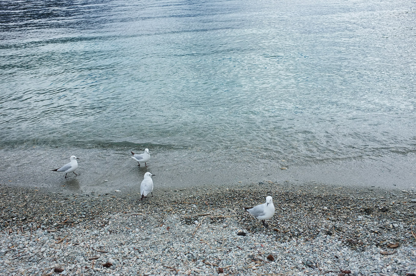 14 Hari Di New Zealand