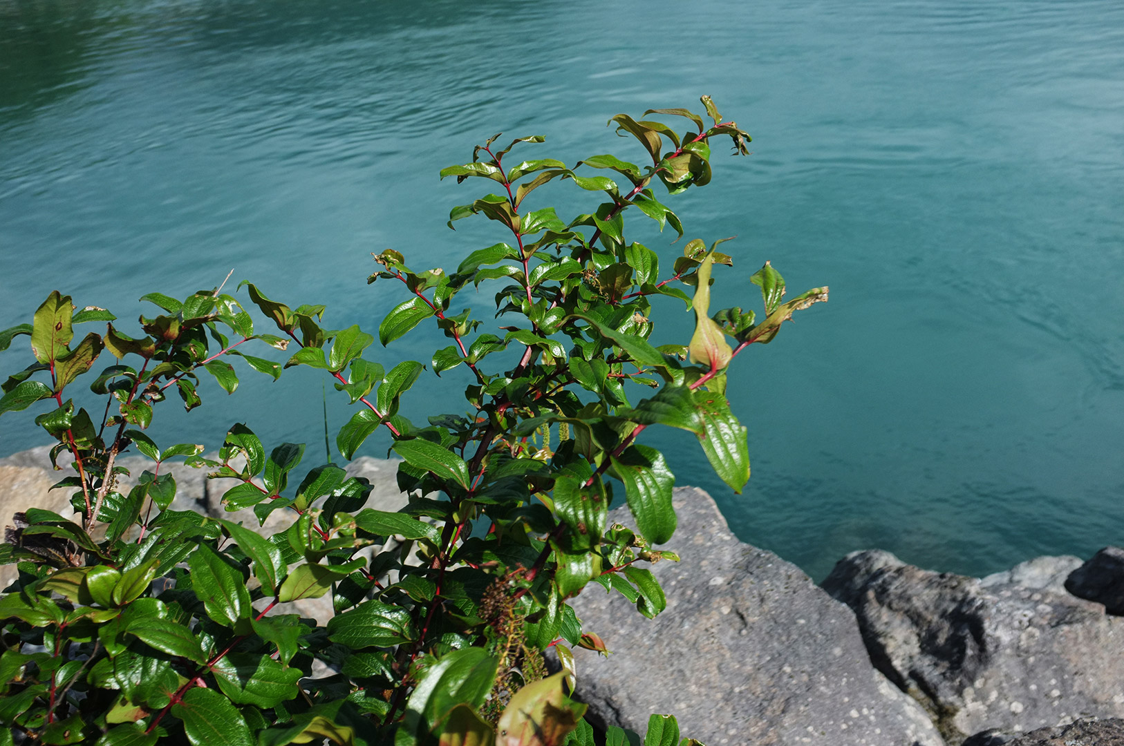 14 Hari Di New Zealand