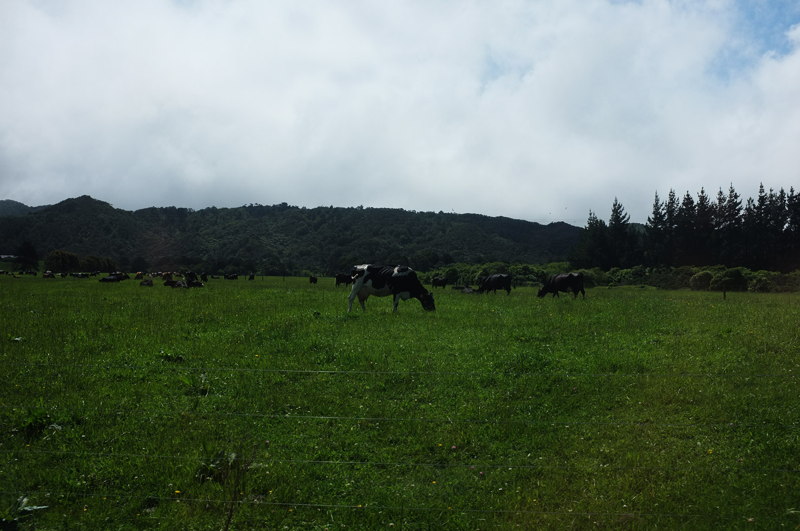 14 Hari Di New Zealand