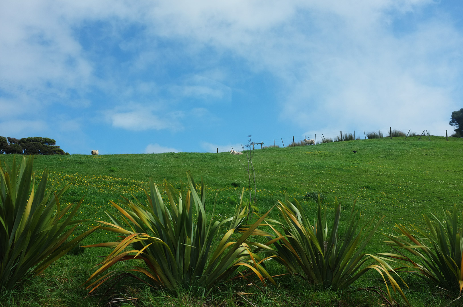 14 Hari Di New Zealand