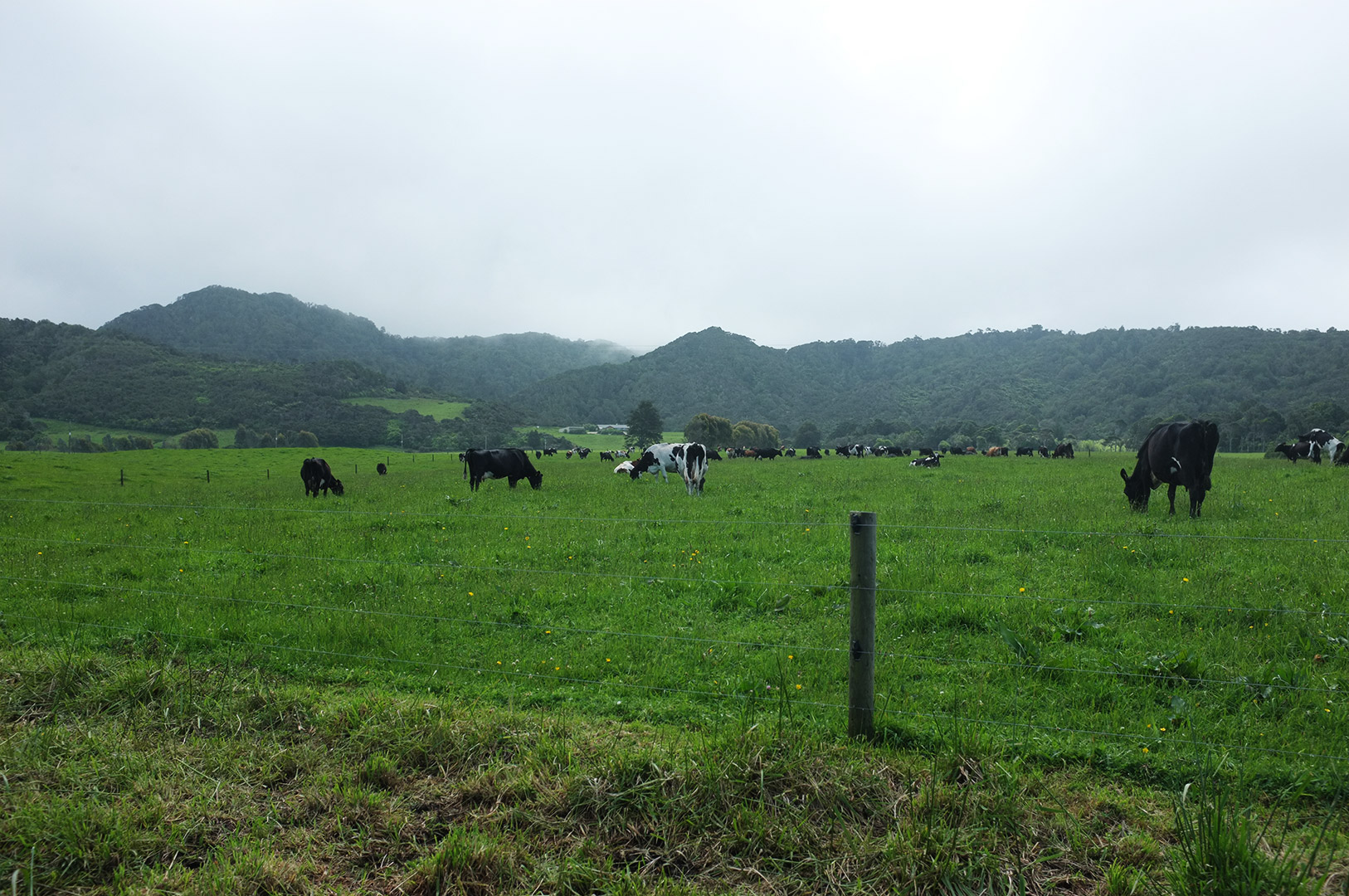 14 Hari Di New Zealand