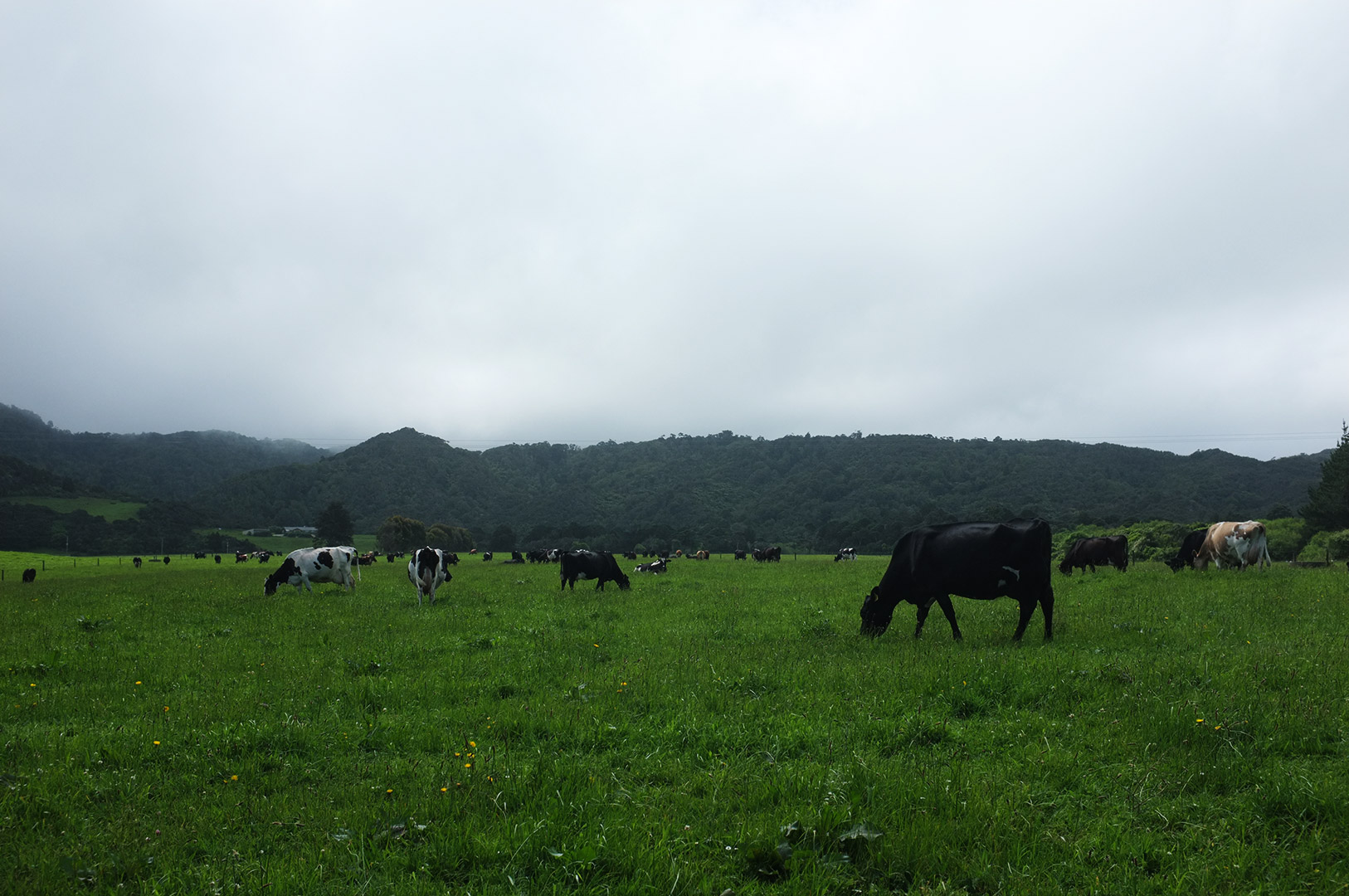 14 Hari Di New Zealand