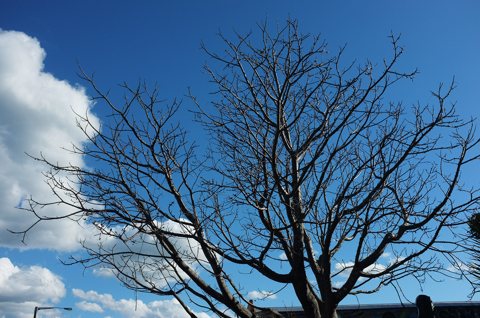 14 Hari Di New Zealand