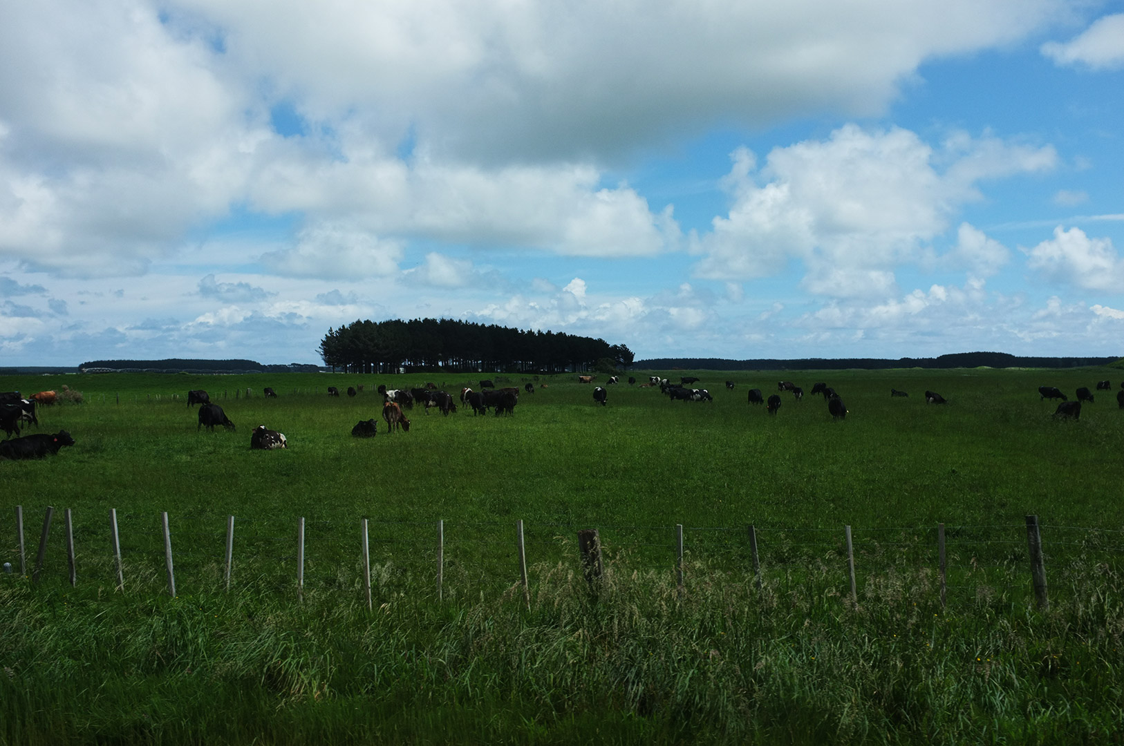 14 Hari Di New Zealand