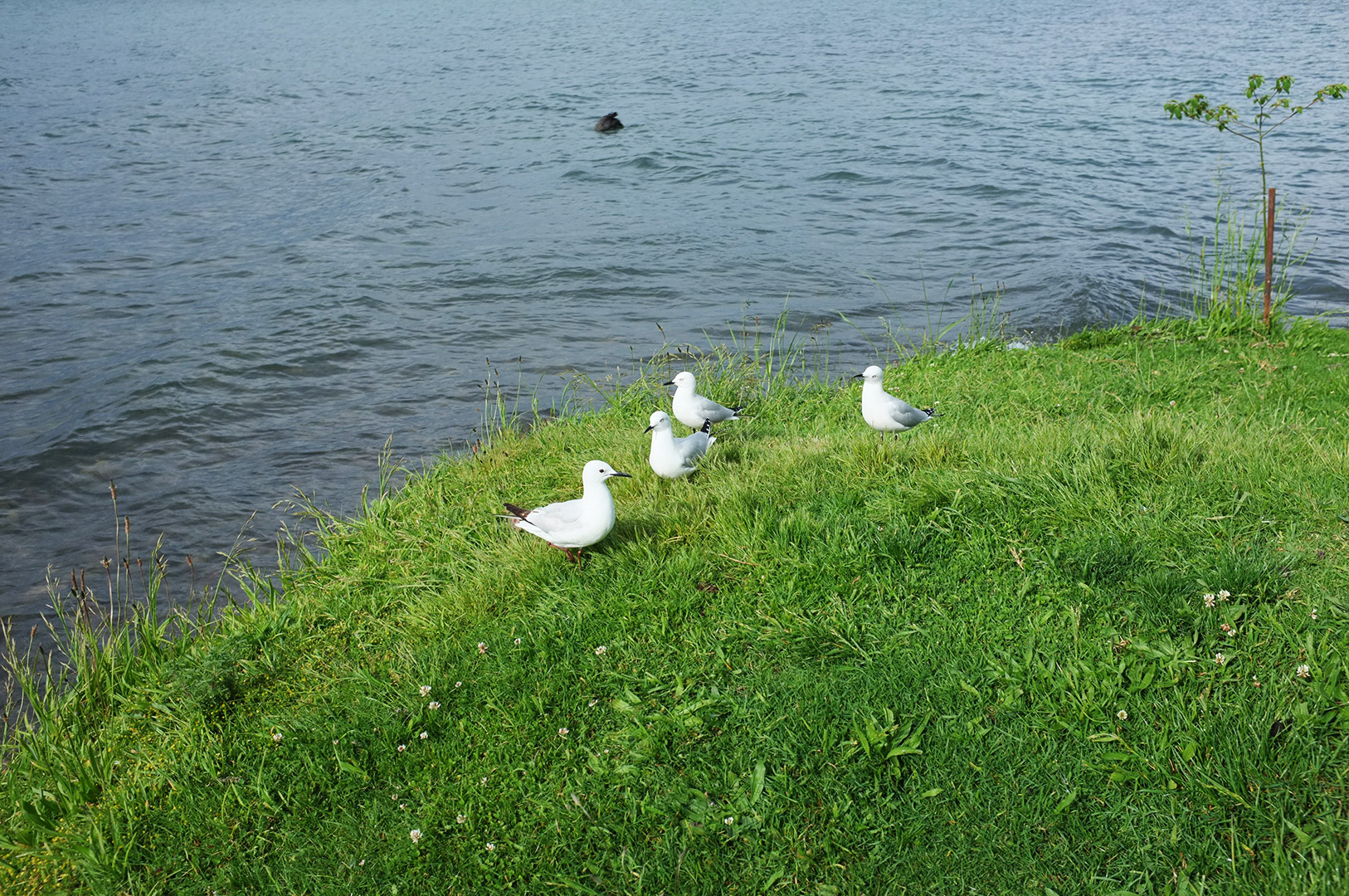 14 Hari Di New Zealand