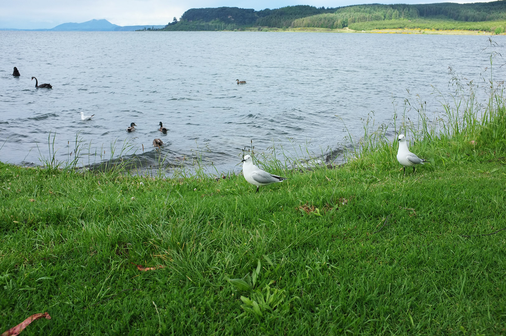 14 Hari Di New Zealand