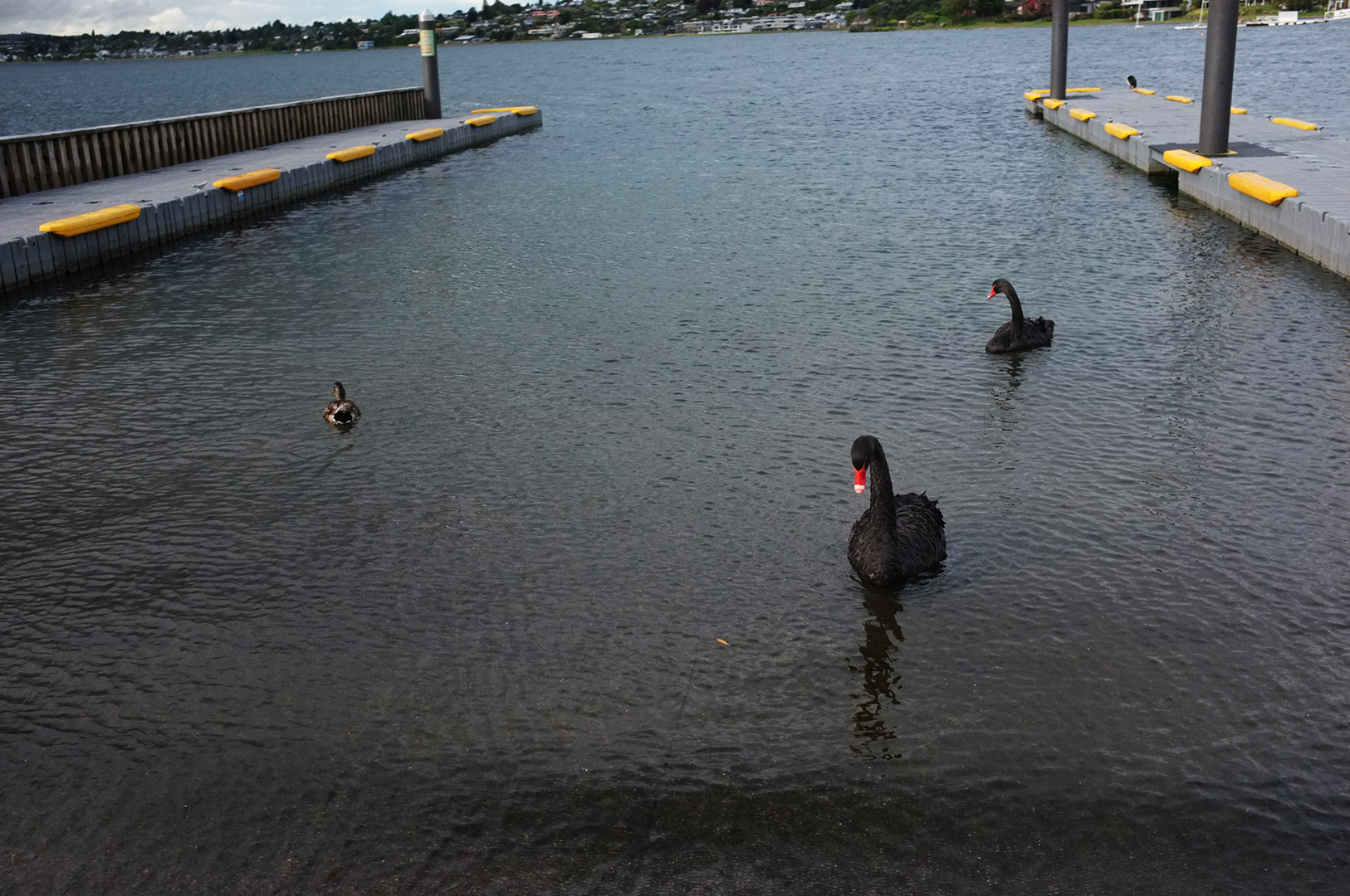 14 Hari Di New Zealand