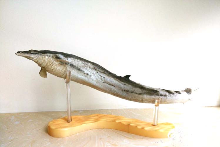 PNSO Basilosaurus Dinosaurs Model scientific art 20'' prehistoric whale